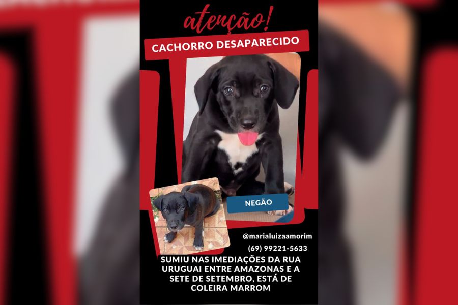 PROCURA-SE: Dona está em busca de cachorrinho desaparecido 'Negão'