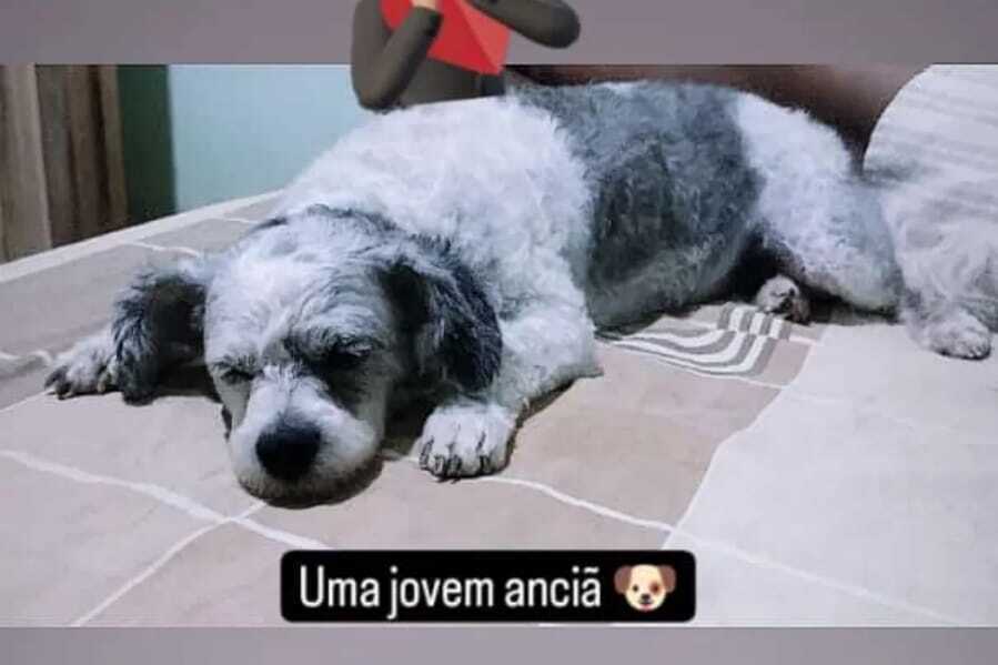PROCURA-SE: Dono está em busca de cadelinha desaparecida em Porto Velho