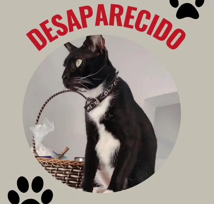 PROCURA-SE: Tutora busca por gato desaparecido em Porto Velho