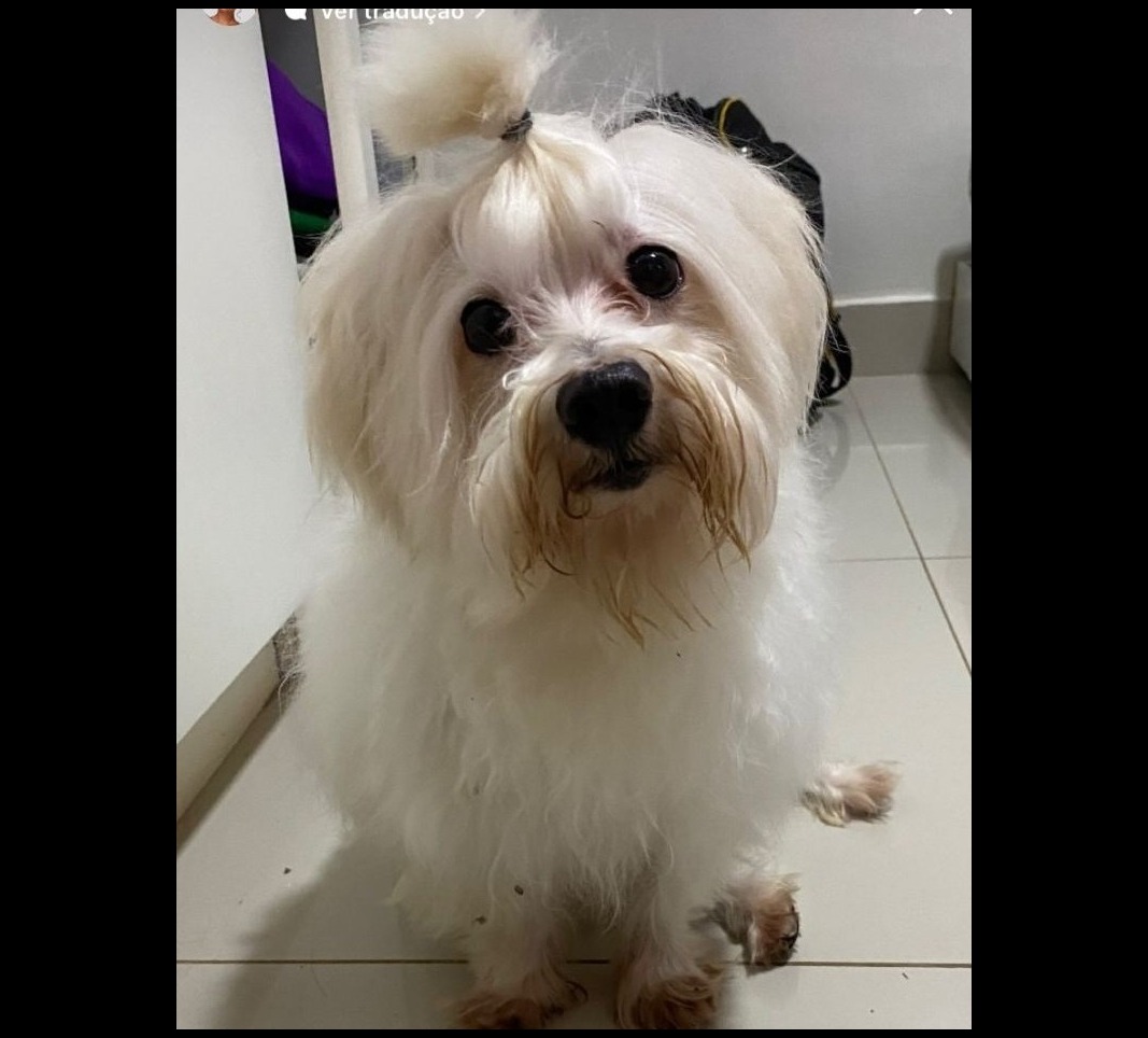 PODE AJUDAR?: Procura-se dono de cachorro perdido em Porto Velho