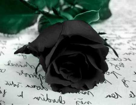 Artigo - Por Maria Silva