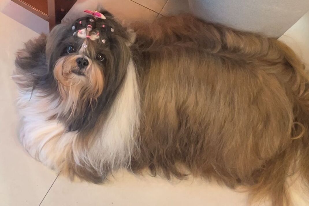 PROCURA-SE: Tutores oferecem recompensa para quem devolver shih-tzu idosa