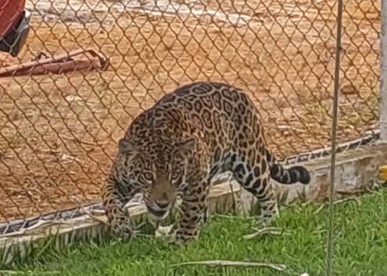 Onça-pintada que invadiu aeroporto morre após ser capturada em Rondônia