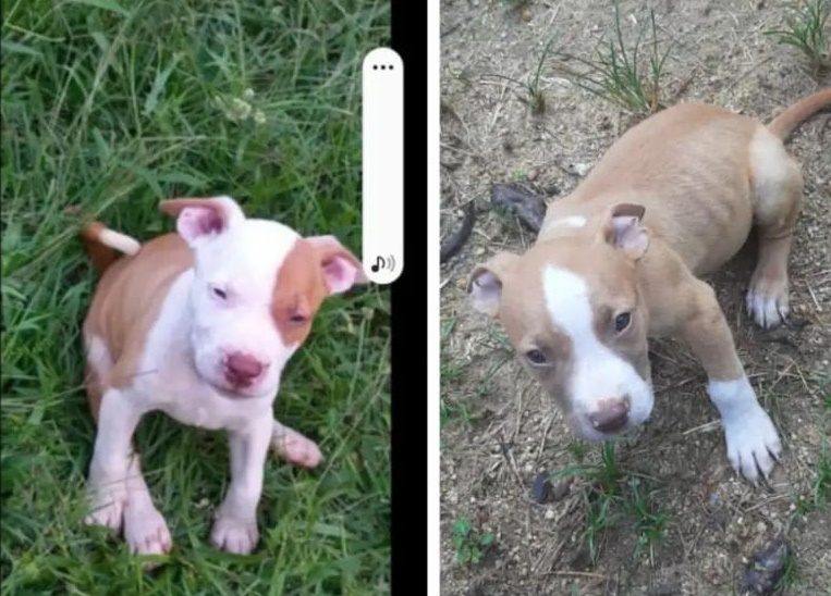 ANGÚSTIA: Cachorros desaparecem e família oferece recompensa para quem encontrá-los