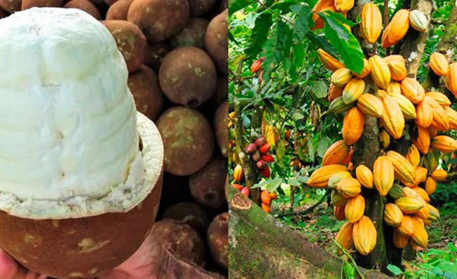 CACAU E CUPUAÇU: Cláudia de Jesus pede trabalho preventivo para evitar fungo em plantações