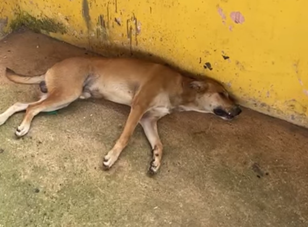 CRUELDADE: Caramelo é atropelado e deixado em lava jato; protetora pede ajuda para resgate