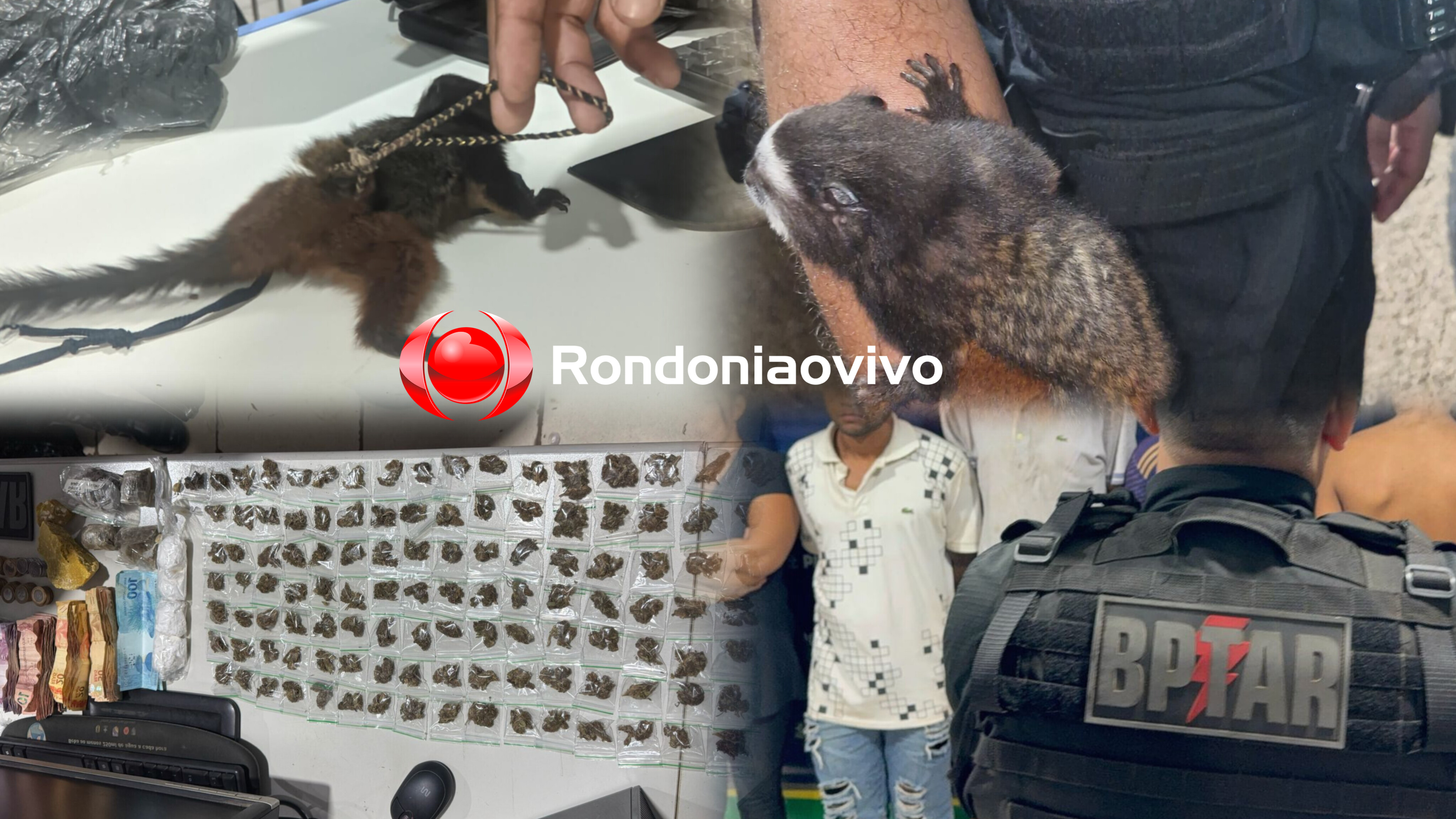 BOCA DE FUMO: BPTAR prende mãe, filho e comparsas com drogas e macaco em cativeiro 
