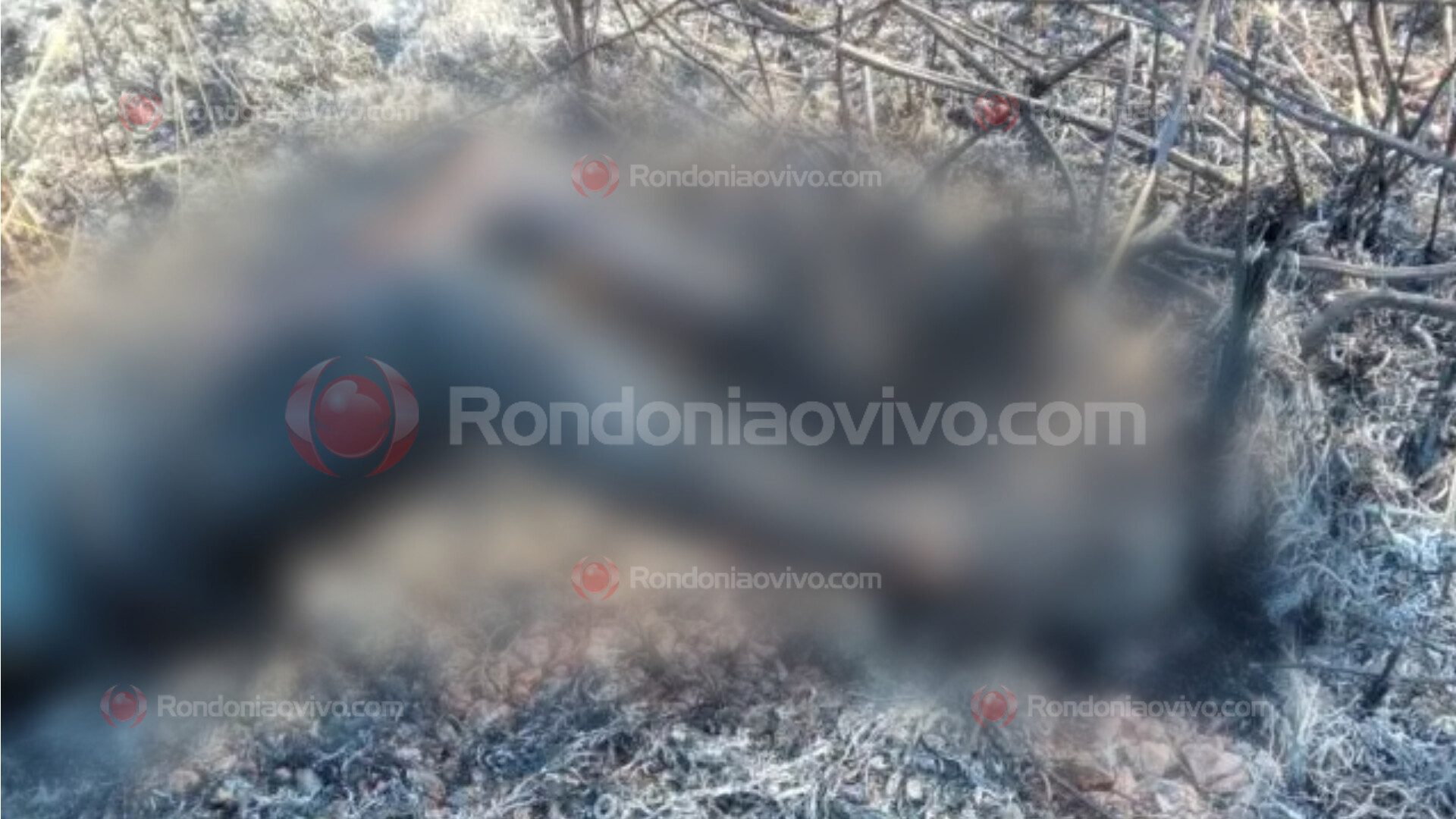 URGENTE: Corpo carbonizado é encontrado em matagal às margens da BR-319