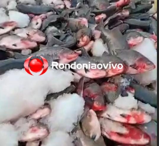 VÍDEO: Carreta carregada com toneladas de peixe tomba na BR-319 e carga fica espalhada 