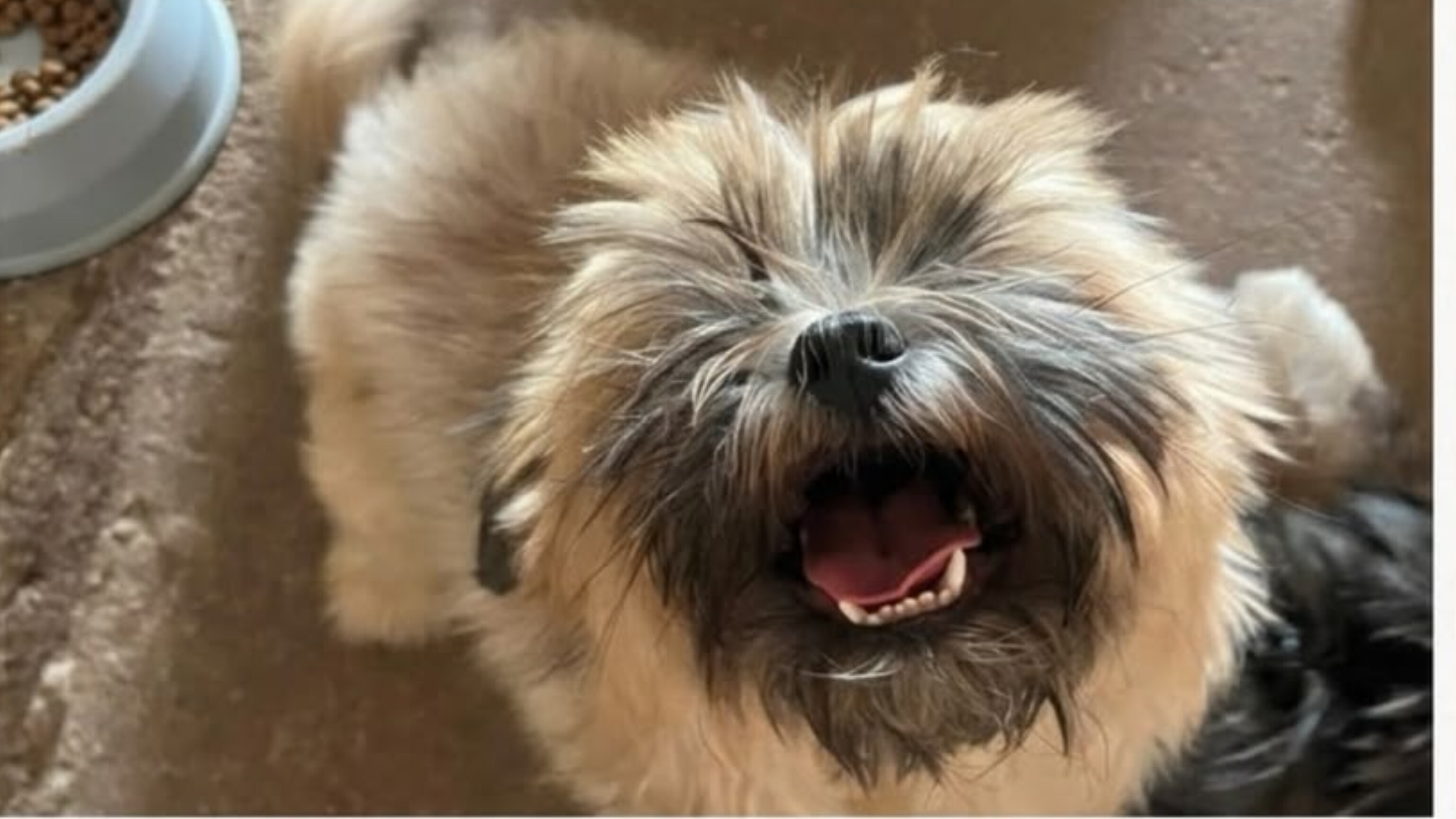 AJUDE: Cãozinho 'Zeus' desaparece no bairro Flodoaldo Pontes Pinto em Porto Velho