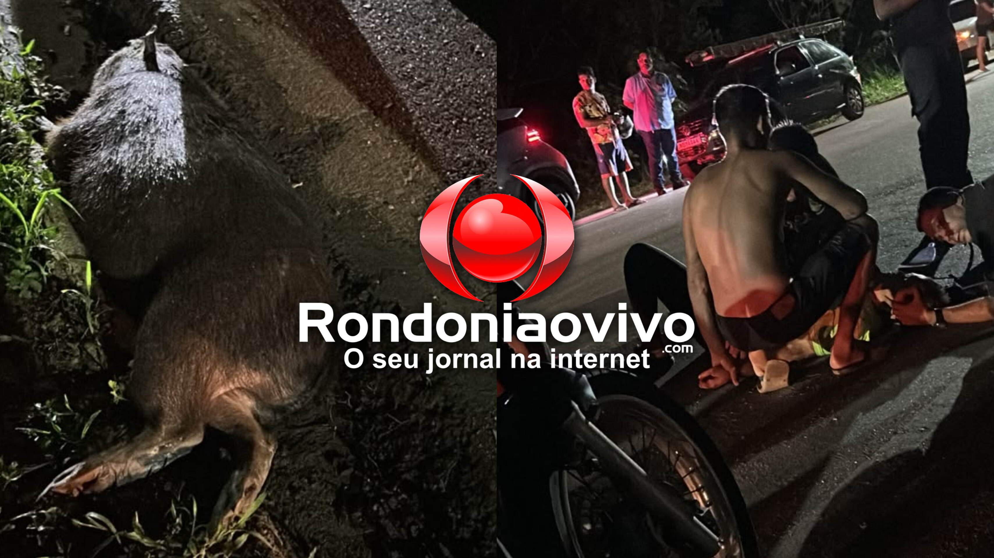VÍDEO: Mulher sofre grave acidente após atropelar capivara