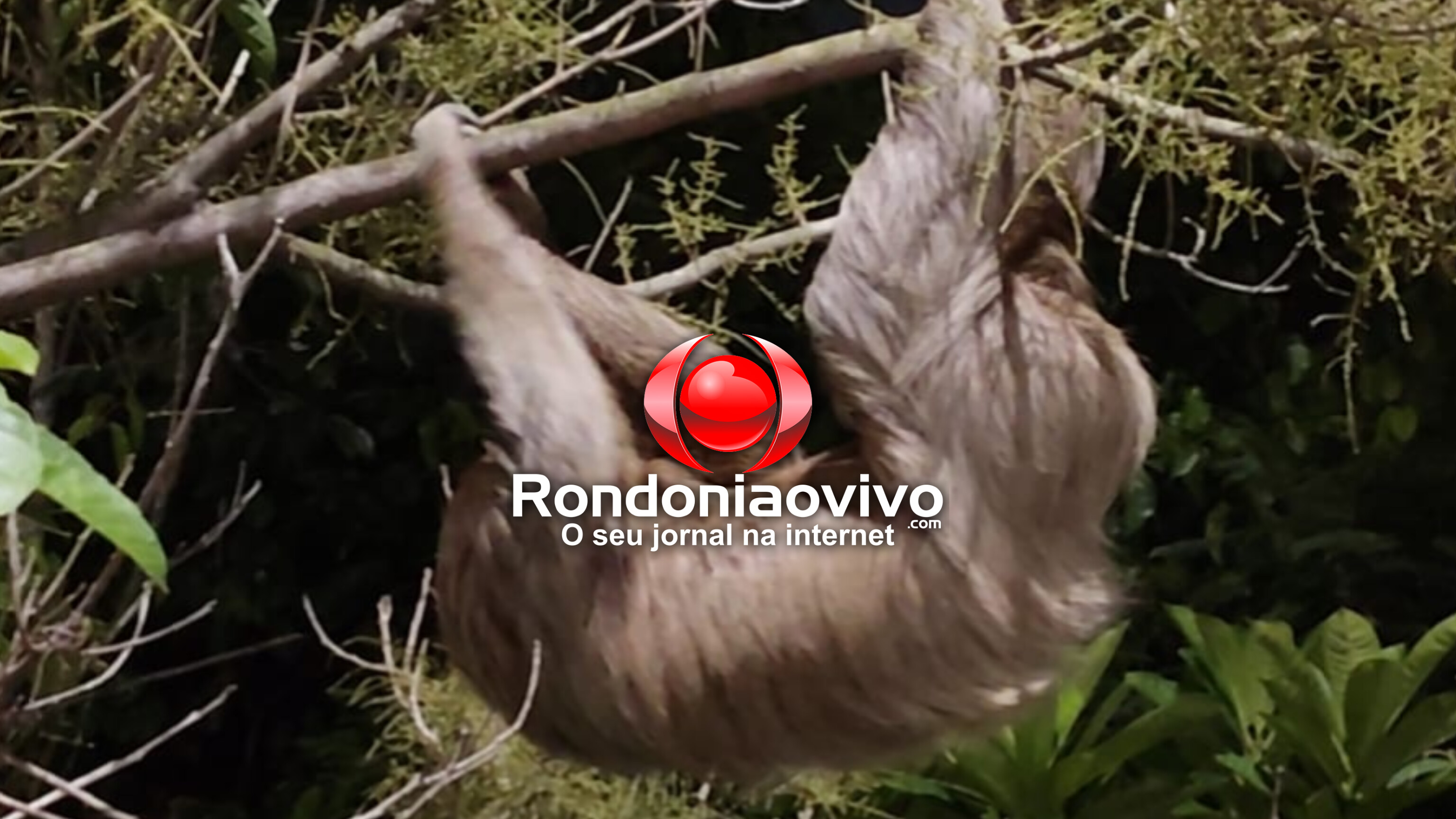 VÍDEO: Bicho-preguiça surge no Espaço Alternativo e chama atenção de frequentadores