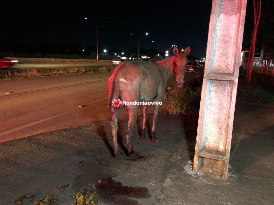 PERIGO NA RODOVIA: Casal em moto de alta cilindrada atropela cavalo solto na BR-364