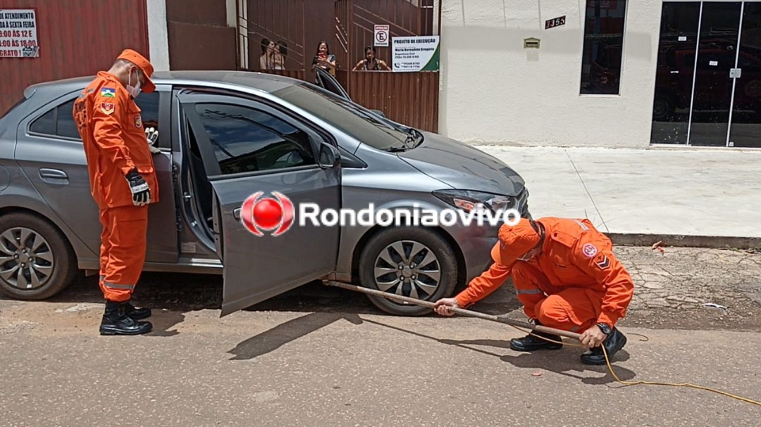 VEJA O VÍDEO: Cobra jiboia é encontrada em viatura da Polícia Civil
