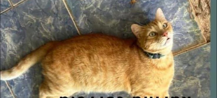 PROCURA-SE: Gato Simba desaparece no bairro Teixeirão