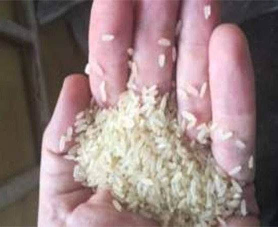 Anvisa proíbe lote de arroz por encontrar fezes e pelo de roedor