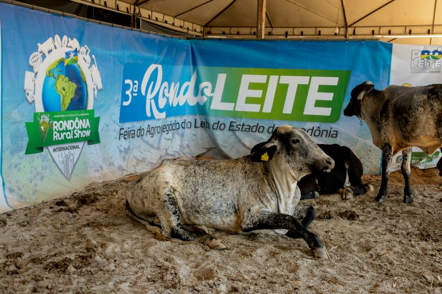 RONDÔNIA RURAL SHOW: Produtores rurais conhecem tecnologias para gado de leite