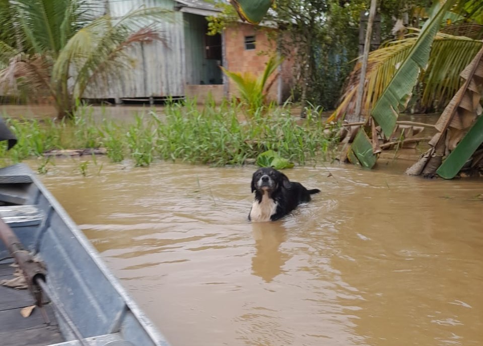 CHEIA: Campanha alimenta animais abandonados no Baixo Madeira