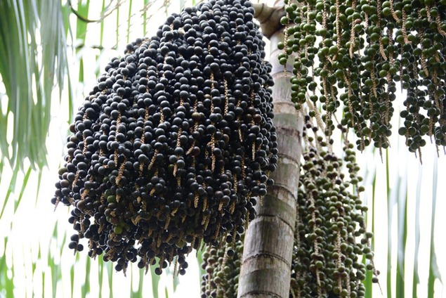 AÇAÍZEIROS: Quem trabalha com açaí pode ganhar profissão reconhecida por lei