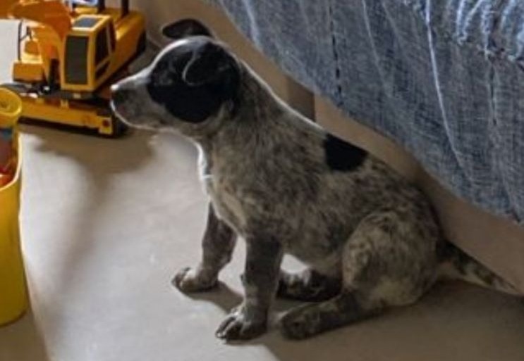 VOCÊ VIU?: Cachorro Pitoco desaparece no bairro Socialista, em PVH
