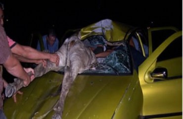 Vaca solta na estrada é atropelada e entra no carro pela janela 