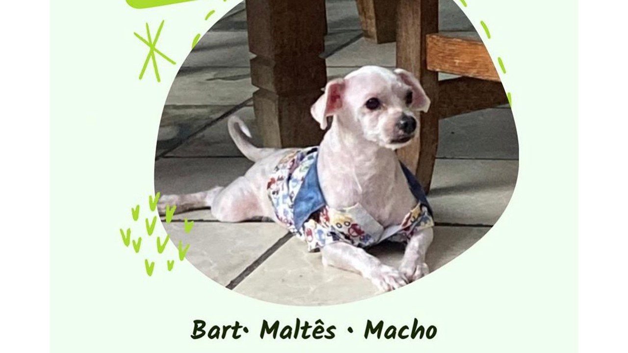 ESCAPOU: Esse Maltês saiu para voltinha e se perdeu no bairro Liberdade 