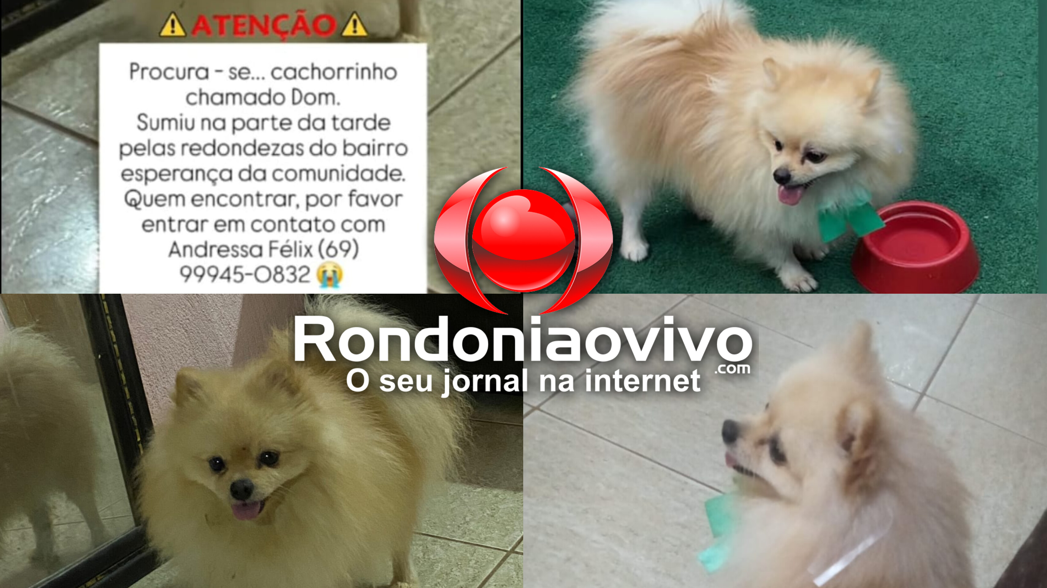 AJUDE: Família busca por cãozinho 'Dom' desaparecido na zona Leste