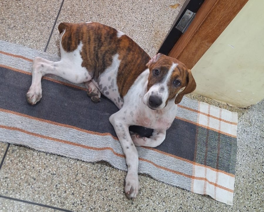 BICHO DE ESTIMAÇÃO: Tutora procura por cadela ‘Mel’ desaparecida em Porto Velho