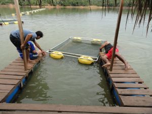 PISCICULTURA: Embrapa disponibiliza documento sobre a melhoria da produção de tambaqui