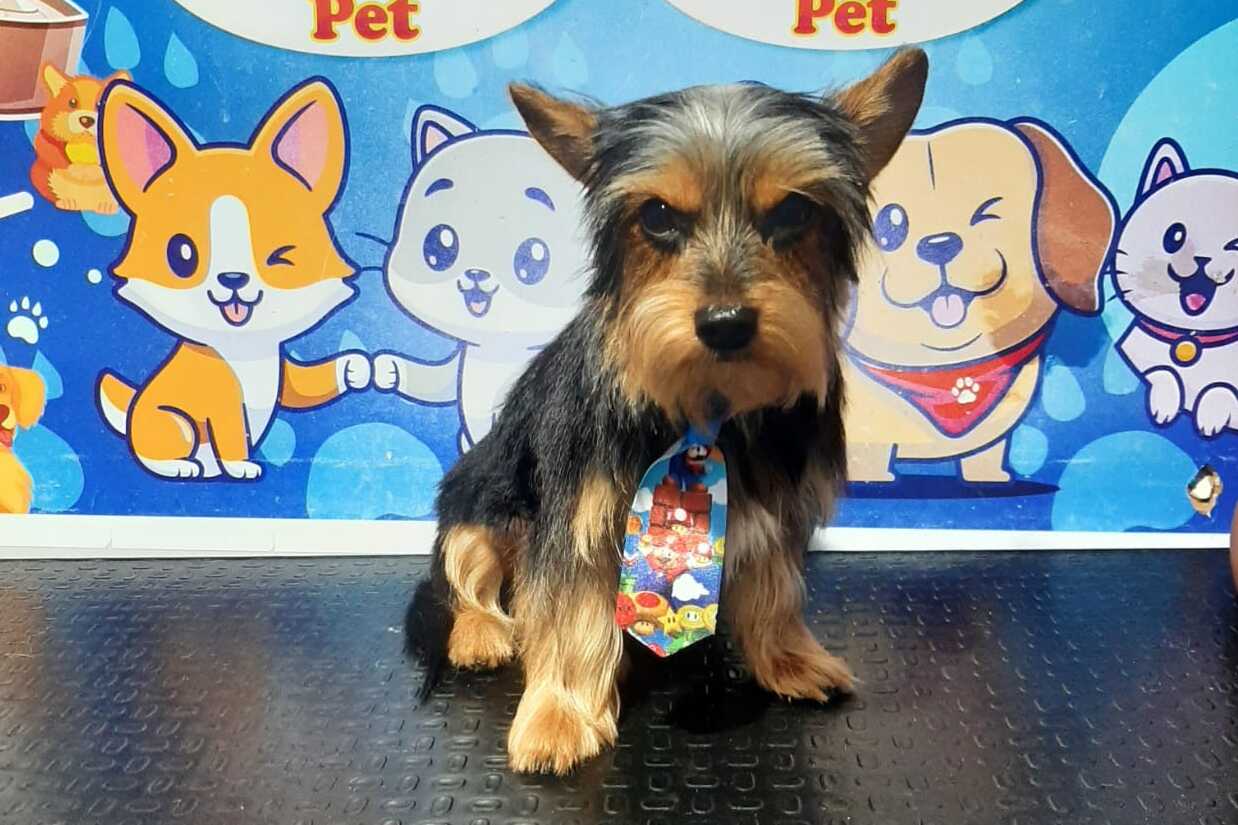 PROCURA-SE: Yorkshire desaparecido em condomínio da capital