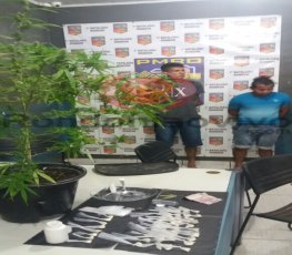 Dupla flagrada embalando droga cultivava pé de maconha
