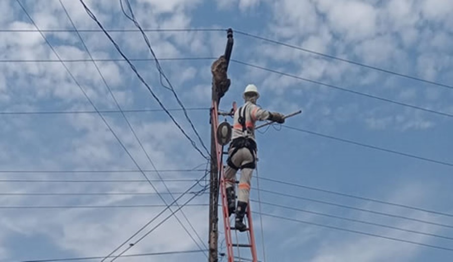 MEIO AMBIENTE: Bicho-preguiça é resgatado por equipe da Energisa em Ouro Preto do Oeste