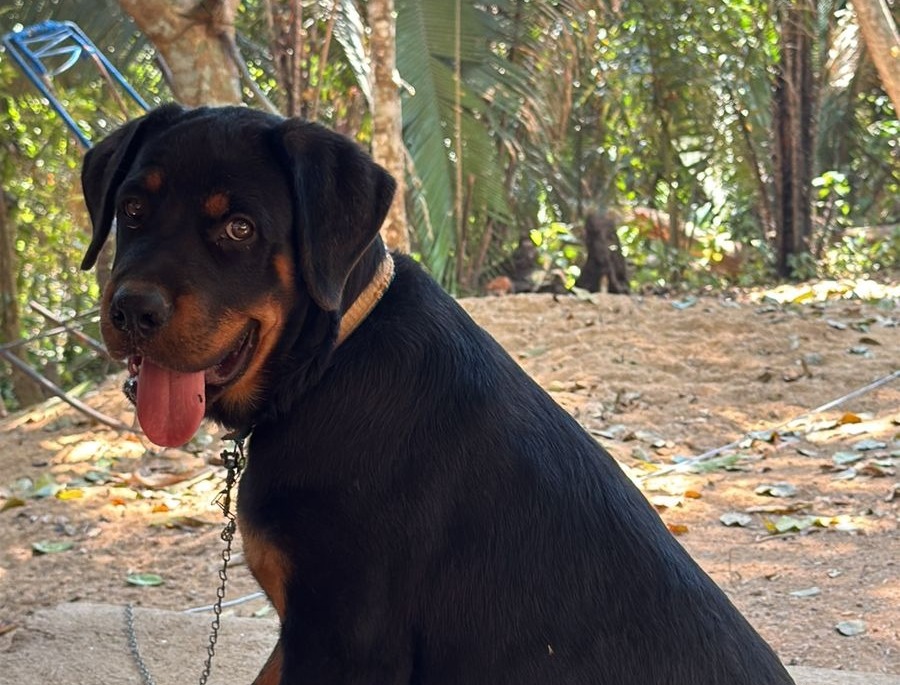 ‘JOHN WICK’: Tutores procuram por rottweiler desaparecido em Porto Velho