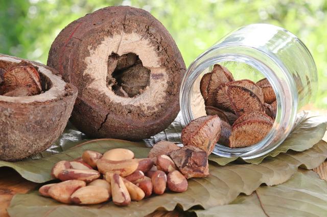 CASTANHA: Projeto da Embrapa RO entre os selecionados sobre economia sustentável