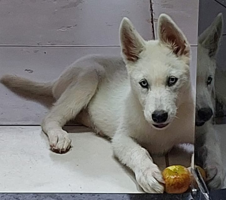 AU-AU: Tutor procura por husky ‘Stellar’ desaparecido em Porto Velho