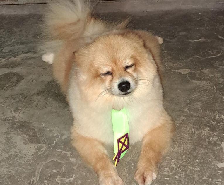 AU AU: Tutora procura por spitz alemão ‘Nick’ desaparecido em PVH