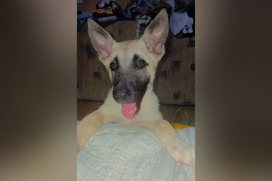 PROCURA-SE: Filhote de pastor alemão/belga some e tutora oferece recompensa