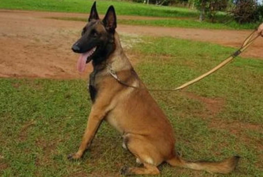 AU AU: Tutor procura por pastor belga desaparecido em Porto Velho