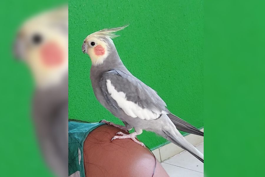 PROCURA-SE: Recompensa de R$ 500 para quem encontrar calopsita Kalua