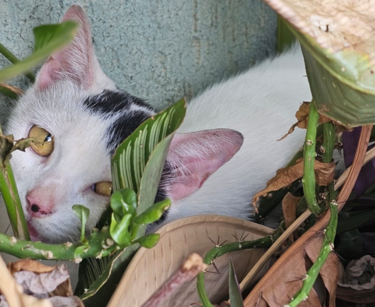 MIAU: Moradora procura dono de gato encontrado em canteiro de residência