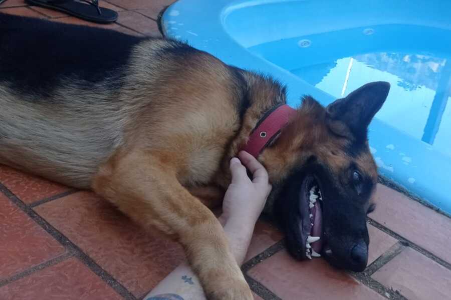 ‘RAIO’: Pastor alemão fugiu; tutor Karl Marx oferece recompensa