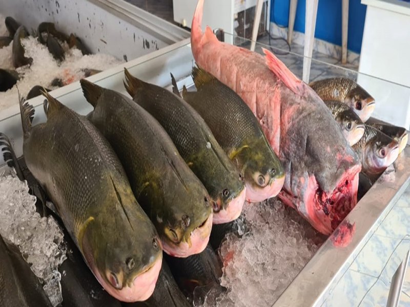 PEIXARIA FP: Encomende seu tambaqui nesta Sexta-feira Santa