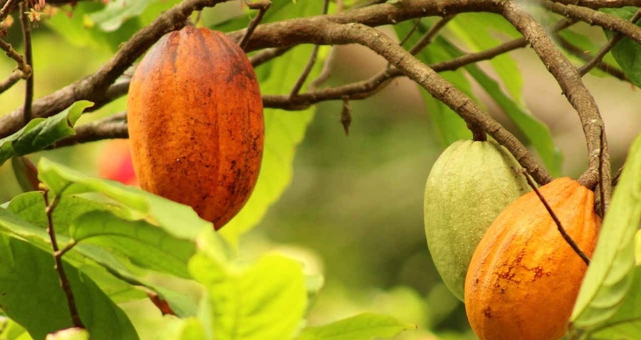PREMIADO: Cacauicultor de Jaru vence o IV Concurso Nacional de Qualidade do Cacau. 