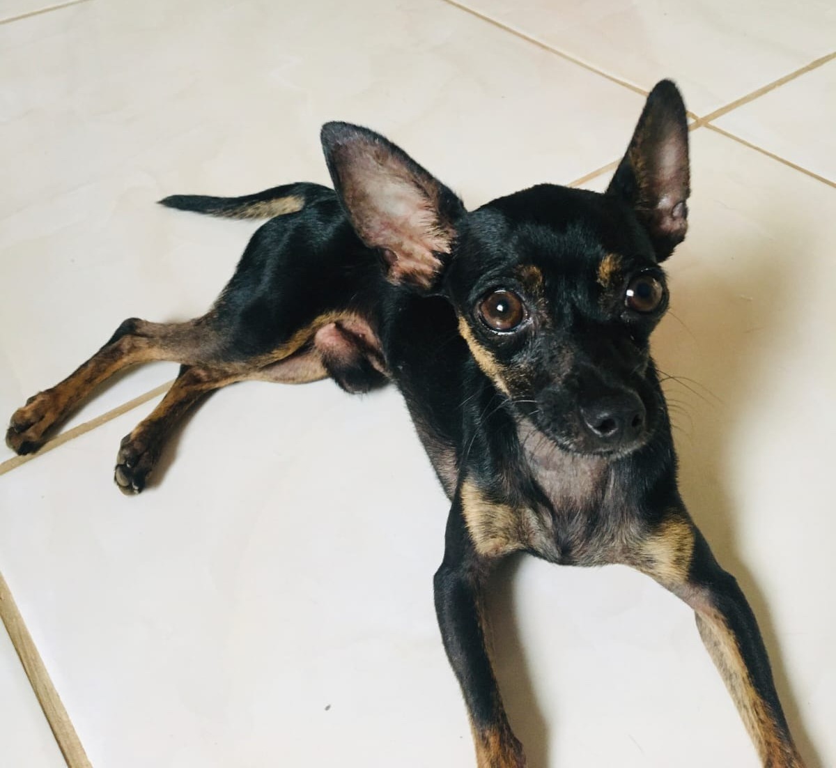 VOCÊ VIU?: Cachorro da raça Pinscher foge no bairro Castanheira em Porto Velho