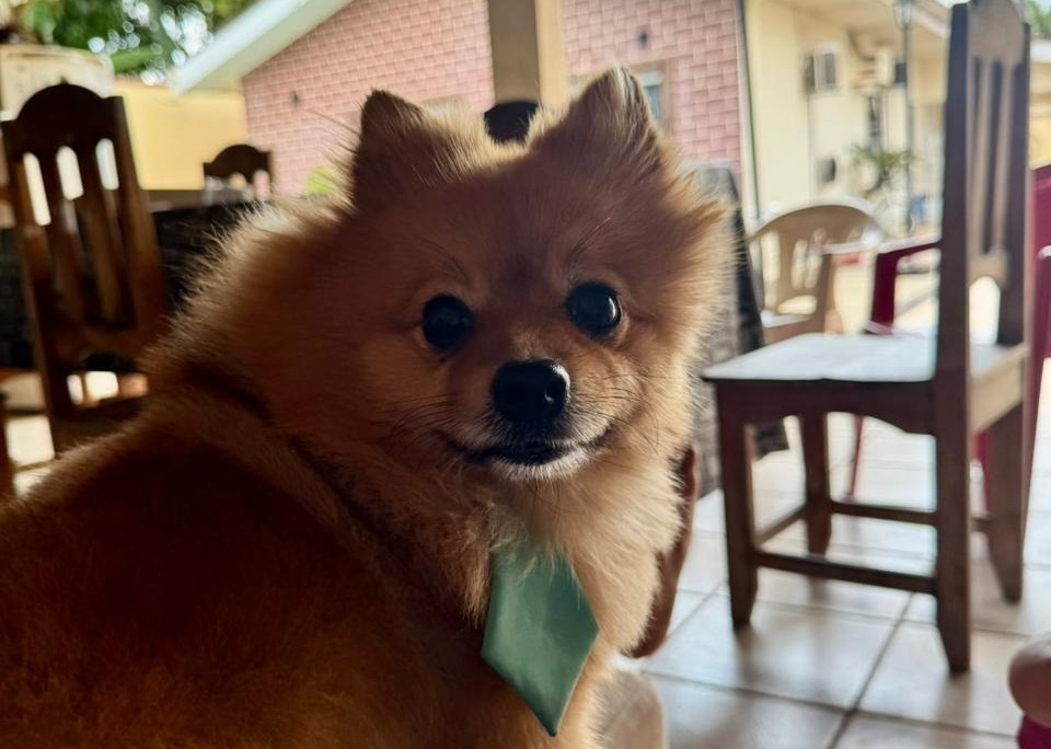 AU AU: Tutora procura por ‘Simba’, spitz alemão desaparecido em Porto Velho