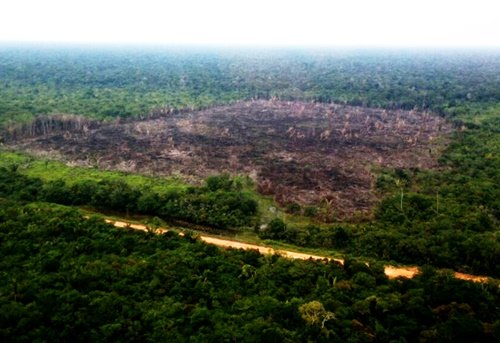 Ibama embarga 2 mil hectares ao longo da BR-319