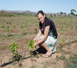 Pequenos produtores do Sul do estado investem na plantação de café clonal