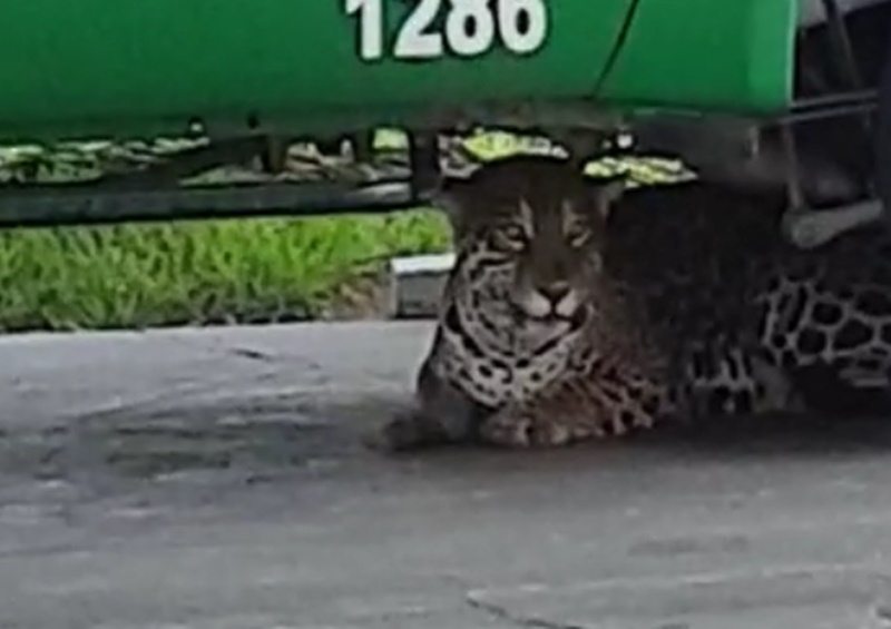 NO AEROPORTO: Trabalhador que encontrou onça-pintada diz que ficou a um metro da fera