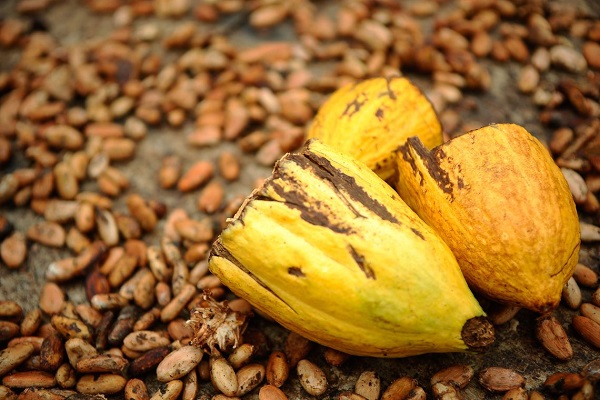 APOIO: Maggi defende valorização dos agricultores na produção de cacau