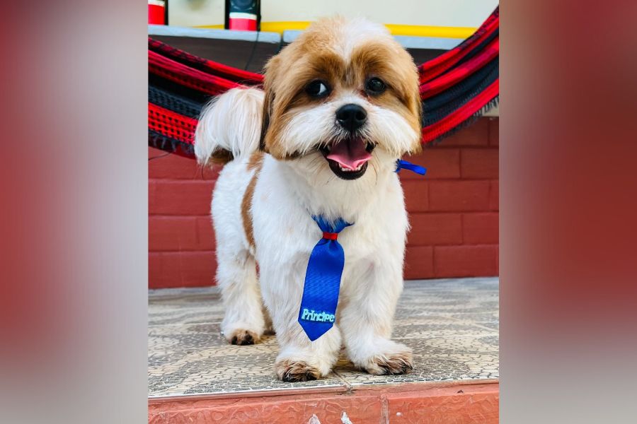 SHIH-TZU: Peludo ‘Toddy’ desaparece no Três Marias; dono quer encontrar